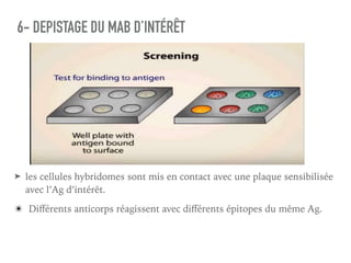 6- DEPISTAGE DU MAB D’INTÉRÊT
➤ les cellules hybridomes sont mis en contact avec une plaque sensibilisée
avec l’Ag d’intérêt.
✴ Diﬀérents anticorps réagissent avec diﬀérents épitopes du même Ag.
 