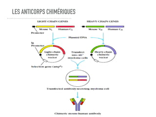 LES ANTICORPS CHIMÉRIQUES
 