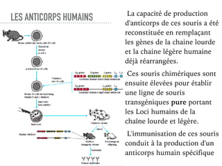 LES ANTICORPS HUMAINS La capacité de production
d'anticorps de ces souris a été
reconstituée en remplaçant
les gènes de la chaine lourde
et la chaine légère humaine
déjà réarrangées.
Ces souris chimériques sont
ensuite élevées pour établir
une ligne de souris
transgéniques pure portant
les Loci humains de la
chaîne lourde et légère.
L'immunisation de ces souris
conduit à la production d'un
anticorps humain spécifique
 