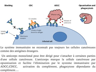 Le système immunitaire ne reconnaît pas toujours les cellules cancéreuses
comme des antigènes étrangers.
Un anticorps monoclonal peut être dirigé pour s’attacher à certaines parties
d'une cellule cancéreuse. L'anticorps marque la cellule cancéreuse par
opsonisation et facilite l’élimination par le systeme immunitaire par
ADCC,CDCC, activation du complément, phagocytose dépendante du
complément….
 