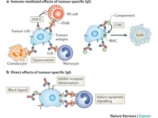 anticorps monoclonaux