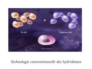 Technologie conventionnelle des hybridomes
 