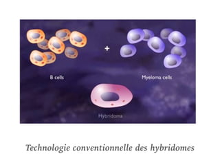 2- SÉLECTION DES LB DE LA RATE ET LES CELLULES DU MYELOME
➤ les cellules de myélome sont des LB
immortalisées avec un pouv...