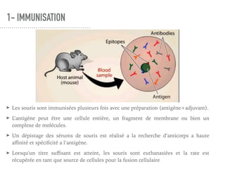 1- IMMUNISATION
➤ Les souris sont immunisées plusieurs fois avec une préparation (antigène+adjuvant).
➤ L’antigène peut être une cellule entière, un fragment de membrane ou bien un
complexe de molécules.
➤ Un dépistage des sérums de souris est réalisé a la recherche d’anticorps a haute
aﬃnité et spéciﬁcité a l’antigène.
➤ Lorsqu'un titre suﬃsant est atteint, les souris sont euthanasiées et la rate est
récupérée en tant que source de cellules pour la fusion cellulaire
 