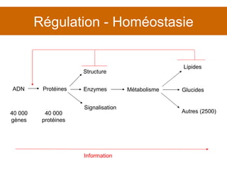 Régulation - Homéostasie Protéines Glucides Lipides ADN Enzymes Métabolisme Autres (2500) 40 000 gènes 40 000 protéines Structure Signalisation Information 