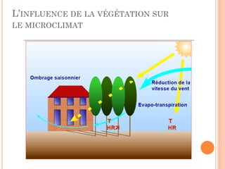 L’INFLUENCE DE LA VÉGÉTATION SUR
LE MICROCLIMAT
 