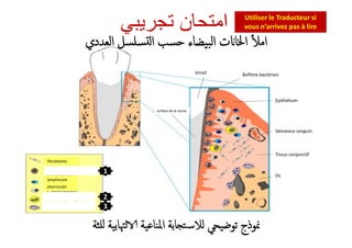 Epithélium
Surface de la racine
‫اﻟﻌﺪدي‬ ‫ﺴﻠﺴﻞ‬ ‫اﻟ‬ ‫ﺣﺴﺐ‬ ‫اﻟﺒﯿﻀﺎء‬ ‫ت‬ ‫اﳋﺎ‬ ٔ ‫اﻣ‬
‫ﺗﺟرﯾﺑﻲ‬ ‫اﻣﺗﺣﺎن‬ Utiliser le Traducteur si
vous n’arrivez pas à lire
Bofilme bactérienémail
fibroblastes
lymphocyte
plasmocyte
1
2
3
Vaisseaux sanguin
Tissus conjonctif
Os
‫ﻠﺜﺔ‬ ‫ﳤﺎﺑﯿﺔ‬ ‫اﳌﻨﺎﻋﯿﺔ‬ ‫ﺎﺑﺔ‬ ‫ﻟﻼﺳﺘ‬ ‫ﺗﻮﺿﯿﺤﻲ‬ ‫ﳕﻮذج‬
 