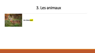 3. Les animaux
Un chevreuil
 
