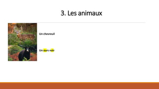 3. Les animaux
Un chevreuil
Un ours noir
 
