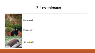 3. Les animaux
Un chevreuil
Un ours noir
Un porc-épic
 