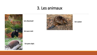 3. Les animaux
Un chevreuil
Un ours noir
Un porc-épic
Un castor
 