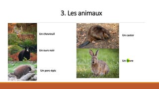 3. Les animaux
Un chevreuil
Un ours noir
Un porc-épic
Un castor
Un lièvre
 