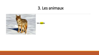 3. Les animaux
Un coyote
 