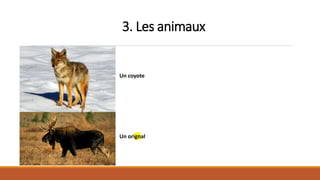 3. Les animaux
Un coyote
Un orignal
 