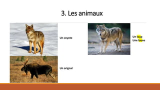 3. Les animaux
Un coyote
Un orignal
Un loup
Une louve
 