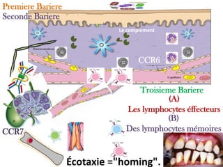 Le complement
(A)
Les lymphocytes éffecteurs
(B)
Des lymphocytes mémoires
Premiere Bariere
Seconde Bariere
Troisieme Bariere
CCR7
CCR6
Écotaxie ="homing".
 