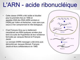 L'ARN - acide ribonucléique
• Cette classe d'ARN a été isolée et étudiée
pour la première fois en 1956 et
appelée DNA-like...