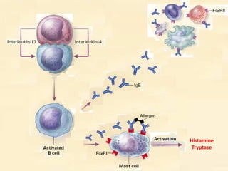 Structure des ß-lactames: 5 sous familles
Les reactions allergiques vont du rash cutane a une reponse anaphylactique morte...