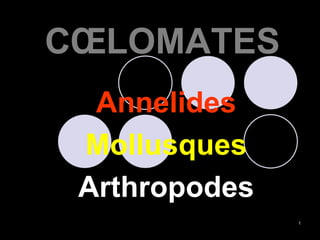 CŒLOMATES
Annelides
Mollusques
Arthropodes
1
 