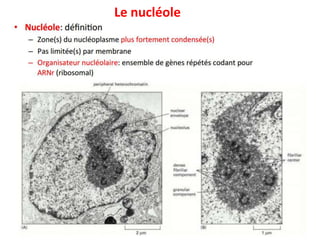 cours-biologie-cellulaire-3-pptx