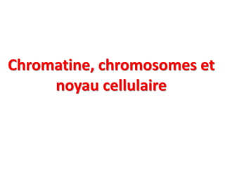 Chromatine, chromosomes et
noyau cellulaire

 