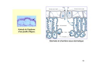 10
Stomate et chambre sous-stomatique
 