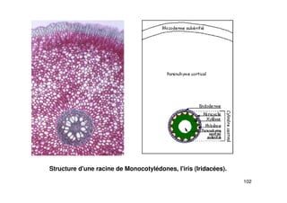 102
Structure d'une racine de Monocotylédones, l'iris (Iridacées).
 