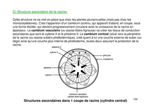 104
C) Structure secondaire de la racine:
Cette structure ne se met en place que chez les plantes pluriannuelles (mais pas chez les
monocotylédones). C'est l'apparition d'un cambium continu, qui apparaît d'abord, en coupe, sous
une forme étoilée, qui devient progressivement circulaire avec la croissance de la racine en
épaisseur. Le cambium vasculaire (ou assise libéro-ligneuse) va créer les tissus de conduction
secondaires que sont le xylème II et le phloème II. Le cambium cortical (situé vers la périphérie
de la racine (ou assise subéro-phellodermique), créé quant à lui une couche externe de suber (ou
liège) ainsi qu'une couche plus interne de phelloderme, toutes deux assurant la protection de la
racine.
Structures secondaires dans 1 coupe de racine (cylindre central)
 