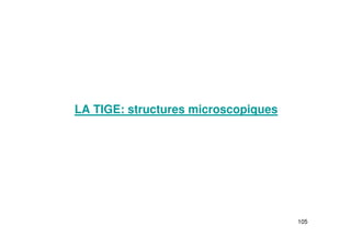 105
LA TIGE: structures microscopiques
 