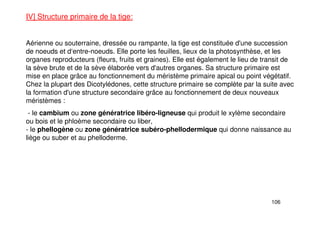 106
IV] Structure primaire de la tige:
Aérienne ou souterraine, dressée ou rampante, la tige est constituée d'une succession
de noeuds et d‘entre-noeuds. Elle porte les feuilles, lieux de la photosynthèse, et les
organes reproducteurs (fleurs, fruits et graines). Elle est également le lieu de transit de
la sève brute et de la sève élaborée vers d'autres organes. Sa structure primaire est
mise en place grâce au fonctionnement du méristème primaire apical ou point végétatif.
Chez la plupart des Dicotylédones, cette structure primaire se complète par la suite avec
la formation d'une structure secondaire grâce au fonctionnement de deux nouveaux
méristèmes :
- le cambium ou zone génératrice libéro-ligneuse qui produit le xylème secondaire
ou bois et le phloème secondaire ou liber,
- le phellogène ou zone génératrice subéro-phellodermique qui donne naissance au
liège ou suber et au phelloderme.
 