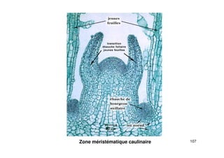 107
Zone méristématique caulinaire
 
