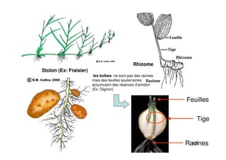 108
Stolon (Ex: Fraisier)
Rhizome
les bulbes: ne sont pas des racines
mais des feuilles souterraines
accumulant des réserves d’amidon
(Ex: Oignon)
Racines
Tige
Feuilles
 