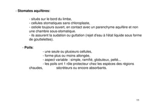 11
- Stomates aquifères:
- situés sur le bord du limbe,
- cellules stomatiques sans chloroplaste,
- ostiole toujours ouvert, en contact avec un parenchyme aquifère et non
une chambre sous-stomatique.
- ils assurent la sudation ou guttation (rejet d'eau à l'état liquide sous forme
de gouttelettes).
- Poils:
- une seule ou plusieurs cellules,
- forme plus ou moins allongée,
- aspect variable : simple, ramifié, globuleux, pelté...
- les poils ont 1 rôle protecteur chez les espèces des régions
chaudes, sécréteurs ou encore absorbants.
 