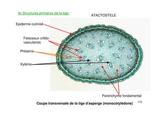 110
A) Structures primaires de la tige:
Coupe transversale de la tige d'asperge (monocotylédone)
Epiderme cutinisé
Parenchyme fondamental
Faisceaux criblo-
vasculaires
Phloème
Xylème
ATACTOSTELE
 