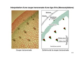 111
Interprétation d'une coupe transversale d'une tige d'Iris (Monocotylédone)
Coupe transversale Schéma de la coupe transversale
 