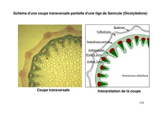 113
Schéma d'une coupe transversale partielle d'une tige de Sanicule (Dicotylédone)
Coupe transversale Interprétation de la coupe
 