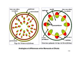 114
procambium
Analogies et différences entre Monocots et Dicots
 