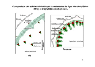 115
Comparaison des schémas des coupes transversales de tiges Monocotylédone
(l'Iris) et Dicotylédone (la Sanicule).
Iris
Sanicule
 
