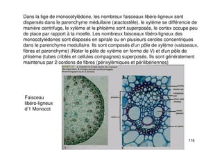 116
Dans la tige de monocotylédone, les nombreux faisceaux libéro-ligneux sont
dispersés dans le parenchyme médullaire (atactostèle), le xylème se différencie de
manière centrifuge, le xylème et le phloème sont superposés, le cortex occupe peu
de place par rapport à la moelle. Les nombreux faisceaux libéro-ligneux des
monocotylédones sont disposés en spirale ou en plusieurs cercles concentriques
dans le parenchyme medullaire. Ils sont composés d'un pôle de xylème (vaisseaux,
fibres et parenchyme) (Noter le pôle de xylème en forme de V) et d'un pôle de
phloème (tubes criblés et cellules compagnes) superposés. Ils sont généralement
maintenus par 2 cordons de fibres (périxylèmiques et périlibériennes)
Faisceau
libéro-ligneux
d’1 Monocot
 