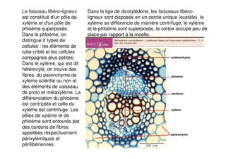 117
Le faisceau libéro-ligneux
est constitué d'un pôle de
xylème et d'un pôle de
phloème superposés.
Dans le phloème, on
distingue 2 types de
cellules : les éléments de
tube criblé et les cellules
compagnes plus petites;
Dans le xylème, qui est dit
hétéroxylé, on trouve des
fibres, du parenchyme de
xylème sclérifié ou non et
des éléments de vaisseau
de proto et métaxylème. La
différenciation du phloème
est centripète et celle du
xylème est centrifuge. Les
pôles de xylème et de
phloème sont entourés par
des cordons de fibres
appellées respectivement
périxylémiques et
périlibériennes.
Dans la tige de dicotylédone, les faisceaux libéro-
ligneux sont disposés en un cercle unique (eustèle), le
xylème se différencie de manière centrifuge, le xylème
et le phloème sont superposés, le cortex occupe peu de
place par rapport à la moelle.
 