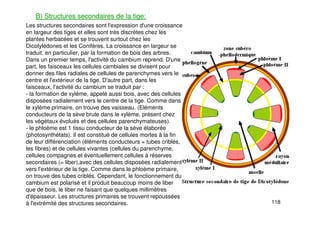 118
B) Structures secondaires de la tige:
Les structures secondaires sont l'expression d'une croissance
en largeur des tiges et elles sont très discrètes chez les
plantes herbacées et se trouvent surtout chez les
Dicotylédones et les Conifères. La croissance en largeur se
traduit, en particulier, par la formation de bois des arbres.
Dans un premier temps, l'activité du cambium reprend. D'une
part, les faisceaux les cellules cambiales se divisent pour
donner des files radiales de cellules de parenchymes vers le
centre et l'extérieur de la tige. D'autre part, dans les
faisceaux, l'activité du cambium se traduit par :
- la formation de xylème, appelé aussi bois, avec des cellules
disposées radialement vers le centre de la tige. Comme dans
le xylème primaire, on trouve des vaisseau. (Eléments
conducteurs de la sève brute dans le xylème, présent chez
les végétaux évolués et des cellules parenchymateuses).
- le phloème est 1 tissu conducteur de la sève élaborée
(photosynthétats). Il est constitué de cellules mortes à la fin
de leur différenciation (éléments conducteurs = tubes criblés,
les fibres) et de cellules vivantes (cellules du parenchyme,
cellules compagnes et éventuellement cellules à réserves
secondaires (= liber),avec des cellules disposées radialement
vers l'extérieur de la tige. Comme dans le phloème primaire,
on trouve des tubes criblés. Cependant, le fonctionnement du
cambium est polarisé et il produit beaucoup moins de liber
que de bois, le liber ne faisant que quelques millimètres
d'épaisseur. Les structures primaires se trouvent repoussées
à l'extrémité des structures secondaires.
 