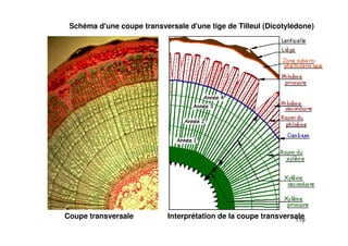 119
Schéma d'une coupe transversale d'une tige de Tilleul (Dicotylédone)
Coupe transversale Interprétation de la coupe transversale
 