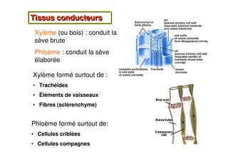 12
Tissus conducteurs
Tissus conducteurs
Xylème (ou bois) : conduit la
sève brute
Phloème : conduit la sève
élaborée
Xylème formé surtout de :
• Trachéïdes
• Éléments de vaisseaux
• Fibres (sclérenchyme)
Phloème formé surtout de:
• Cellules criblées
• Cellules compagnes
 