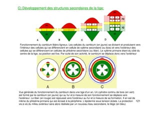 121
C) Développement des structures secondaires de la tige:
Fonctionnement du cambium libéro-ligneux. Les cellules du cambium (en jaune) se divisent et produisent vers
l’intérieur des cellules qui se différencient en cellule de xylème secondaire (ou bois) et vers l’extérieur des
cellules qui se différencient en cellules de phloème secondaire (ou liber). Le xylème primaire étant du côté du
centre de la tige, sa position est fixe. Par suite de son activité, le cambium se déplace donc vers l’extérieur
Vue générale du fonctionnement du cambium dans une tige d’un an. Un cylindre continu de bois (en vert)
est formé par le cambium (en jaune) qui au fur et à mesure de son fonctionnement se déplace vers
l’extérieur. Le liber (en rouge) est repoussé vers l’extérieur au fur et à mesure de sa formation. Il en est de
même du phloème primaire qui est écrasé à la périphérie. L’épiderme sous tension éclate. La protection
vis à vis du milieu extérieur sera alors réalisée par un nouveau tissu secondaire, le liège (en bleu)
 