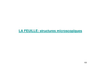 123
LA FEUILLE: structures microscopiques
 