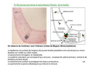 126
A) Structures primaires et secondaires (Dicots) de la feuille:
On observe de l'extérieur vers l'intérieur (Limbe de Muguet, Monocotylédone):
un épiderme à la surface de l'organe (les jeunes feuilles possèdent une cuticule plus ou moins
épaisse non visible sur cette coupe),
un parenchyme homogène, le mésophylle,
un système vasculaire, qui correspond aux nervures , composé de xylème primaire ventral et de
phloème primaire dorsal,
un sclérenchyme coiffant et protégeant les tissus conducteurs,
un parenchyme à parois cellulosiques qui entoure la nervure.
 