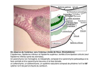 127
On observe de l'extérieur vers l'intérieur (limbe de Houx, Dicotylédone):
2 épidermes, l'épiderme inférieur et l'épiderme supérieur, bordés d'une épaisse cuticule (seul
l'épiderme inférieur porte les stomates),
Un parenchyme non homogène, le mésophylle, composé d'un parenchyme palissadique à la
face ventrale et d'un parenchyme lacuneux à la face dorsale,
un collenchyme, un sclérenchyme, un système vasculaire composé de phloème I et II et de
xylème I et II de part et d'autre du cambium.
 