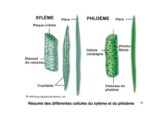 13
Résumé des différentes cellules du xylème et du phloème
 