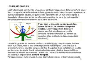 131
LES FRUITS SIMPLES:
Les fruits simples sont formés uniquement par le développement de l'ovaire d'une seule
fleur. Lorsque la partie femelle de la fleur (gynécée) est formée d'un seul carpelle ou de
plusieurs carpelles soudés, ce gynécée se transforme en un fruit unique après la
fécondation des ovules qui se transforment en graine. La paroi du fruit (appelée
péricarpe) dérive essentiellement de la paroi de l'ovaire.
Fleur dont le gynécée est composé d'un
ovaire formé ici de plusieurs carpelles
soudés. Le développement de l'ovaire
donnera un fruit simple unique dont la
structure variera en fonction du nombre de
carpelles et de la structure du péricarpe (sec
ou charnu).
Lorsque le gynécée est formé de plusieurs carpelles libres, chaque carpelle évoluera
en un fruit simple, mais la fleur produira plusieurs fruits simples. C'est ainsi que le
gynécée d'une fleur peut être composé de 2 ou 4 carpelles libres ou faiblement soudés
qui donneront à maturité 2 ou 4 fruits simples (exemples : diakène des ombellifères,
disamare de l'érable, tetrakène des Labiées, etc.). Quand le nombre de carpelles libres
est supérieur, on parle alors de fruits multiples.
Par opposition aux fruits simples, il existe des fruits complexes et des fruits composés.
 