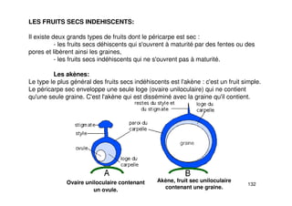132
LES FRUITS SECS INDEHISCENTS:
Il existe deux grands types de fruits dont le péricarpe est sec :
- les fruits secs déhiscents qui s'ouvrent à maturité par des fentes ou des
pores et libèrent ainsi les graines,
- les fruits secs indéhiscents qui ne s'ouvrent pas à maturité.
Les akènes:
Le type le plus général des fruits secs indéhiscents est l'akène : c'est un fruit simple.
Le péricarpe sec enveloppe une seule loge (ovaire uniloculaire) qui ne contient
qu'une seule graine. C'est l'akène qui est disséminé avec la graine qu'il contient.
Ovaire uniloculaire contenant
un ovule.
Akène, fruit sec uniloculaire
contenant une graine.
 